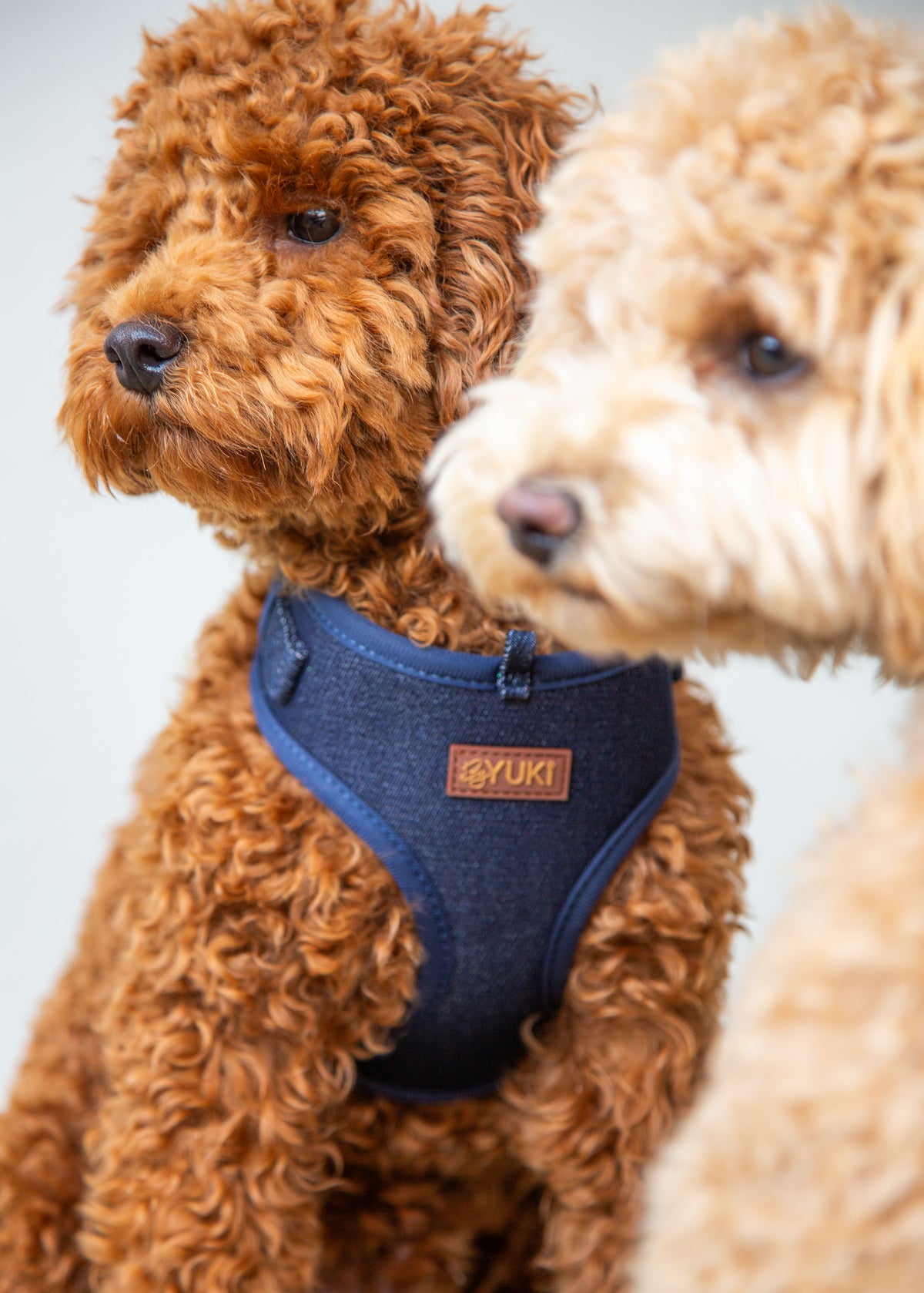 Midnight Denim - Adjustable Harness