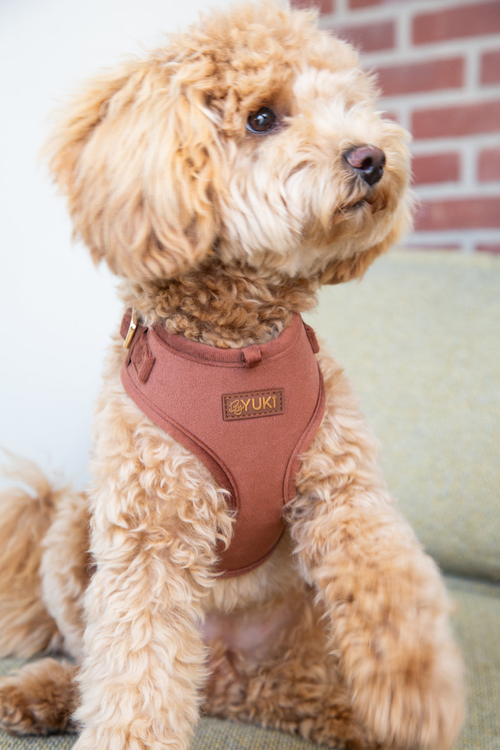 Cacao Velvet - Adjustable Harness