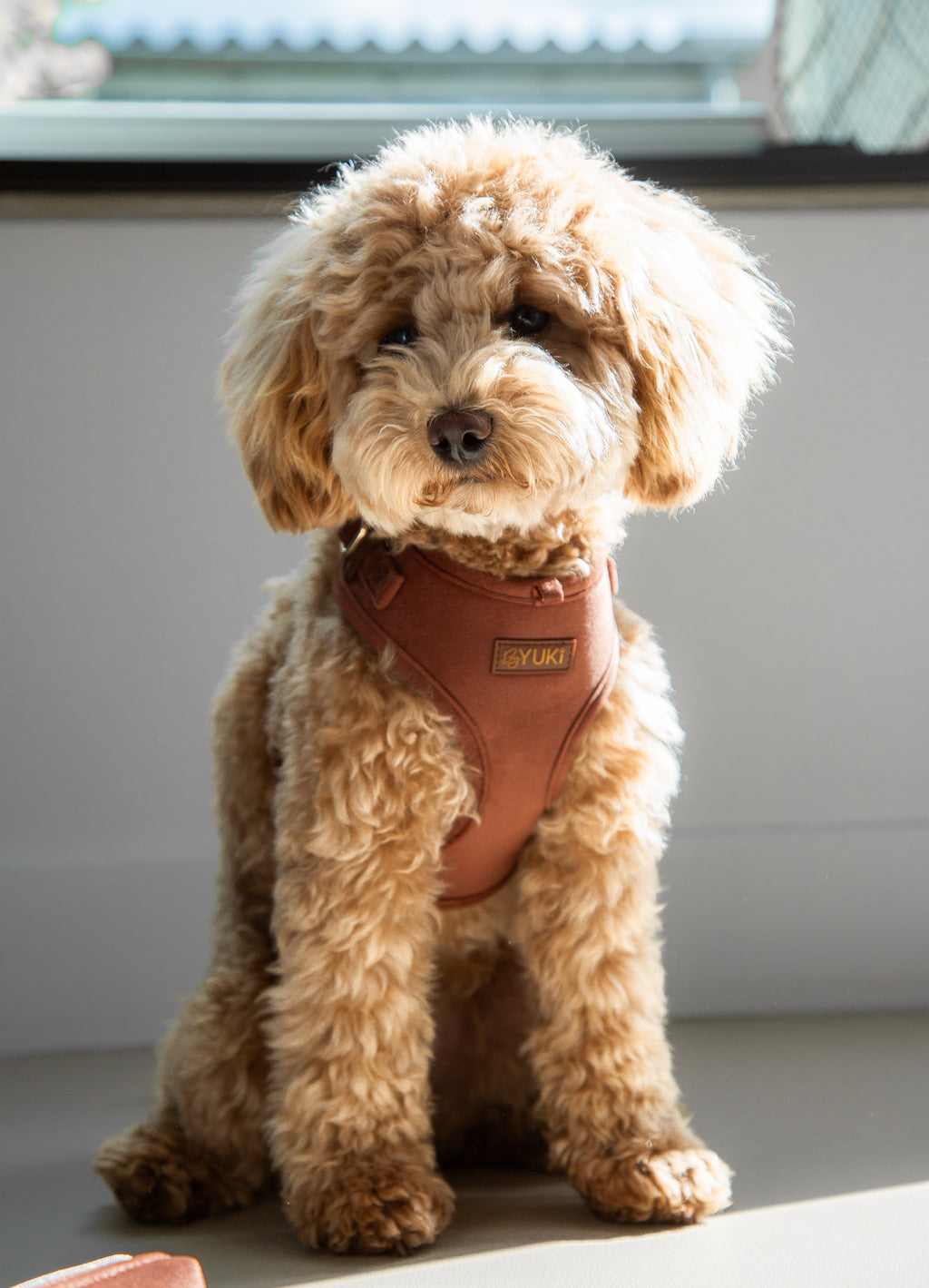 Cacao Velvet Set (Harness + Leash)